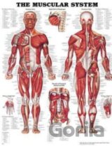 The Muscular System