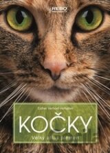 Kočky