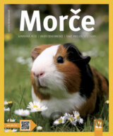 Morče