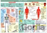 Tabulka - biologie člověka