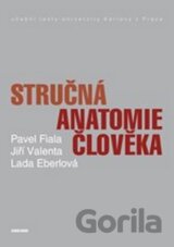 Stručná anatomie člověka
