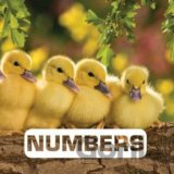 Numbers