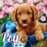 Psy 2017