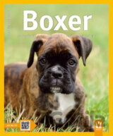 Boxer
