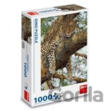 Leopard škvrnitý
