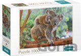 Koala s mládětem