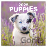 NOTIQUE Nástenný poznámkový kalendár Puppies (Šteniatka) 2025 (západná verzia)