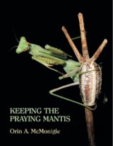 Keeping the Praying Mantis