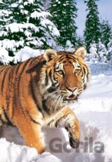 Sibírsky tiger