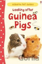 Looking After Guinea Pig