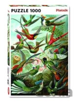 Haeckel: Kolibris