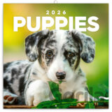 NOTIQUE Nástenný poznámkový kalendár Puppies (Šteňatá) 2026