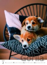 Štěňátka 2026 - nástěnný kalendář