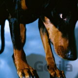 Overmono:  Cash Romantic LP