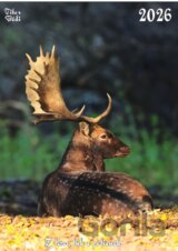 Z lesov lúk a polianok