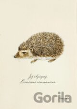 Print ježko (rozmer A4)