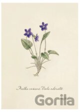 Print fialka (rozmer A3)