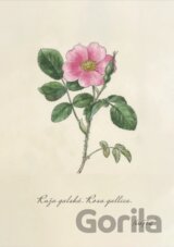 Print ruža gálska (rozmer A4)