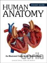 Human Anatomy
