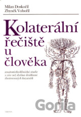 Kolaterální řečiště u člověka