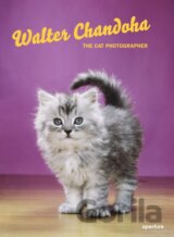 The Cat Photographer