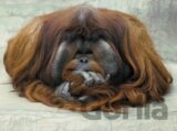 Geo: Orangután