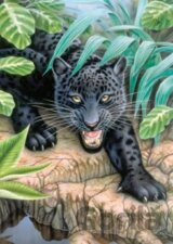 Útok leoparda