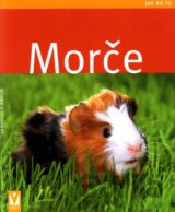 Morče
