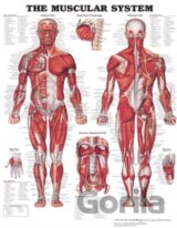 The Muscular System