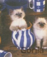 Kitty Cream