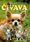 Chováme psy - Čivava