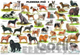 Plakát - Plemena psů I