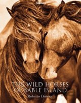 The Wild Horses of Sable Island