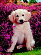 Labrador