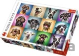 Funny dogs