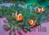 Clown Fishes