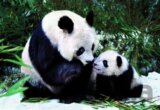 Pandy