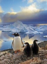 Penguins