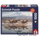 Horses in Cappadocia