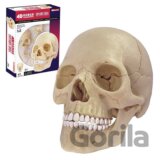 Anatomie člověka - lebka