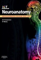 Neuroanatomy