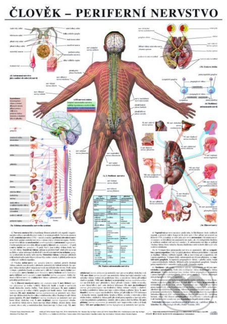 Člověk - periferní nervstvo, Scientia, 2005