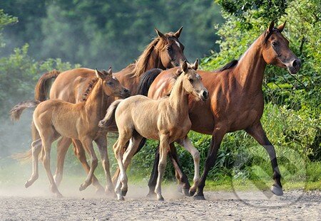 Purebred Arabians, Castorland