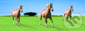 Záložka Úžaska: Cválající koně, ABC Develop, 2012