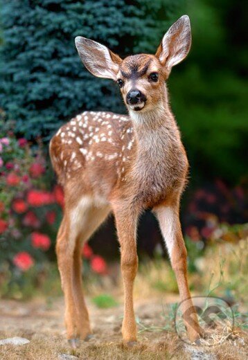 Baby Deer, Castorland