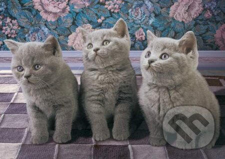Three kittens in grey, Schmidt, 2013