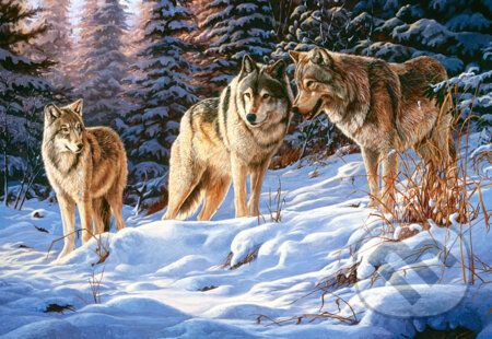 Wolves, Castorland, 2013