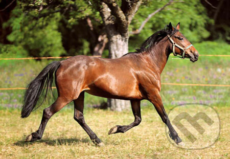 Kôň, Castorland