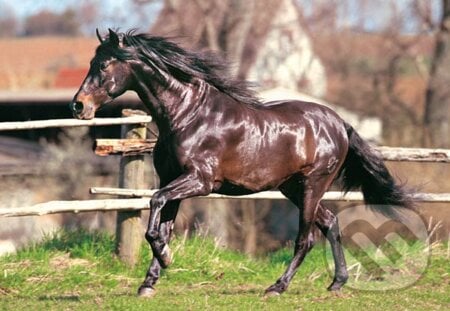 Andalúzsky kôň, Castorland