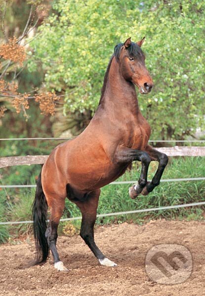 Chovný andalúzsky kôň, Castorland